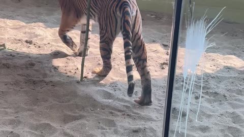 Sumatran Tiger Sprays New Enclosure