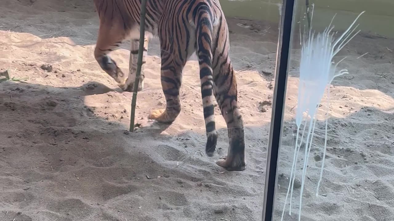 Sumatran Tiger Sprays New Enclosure