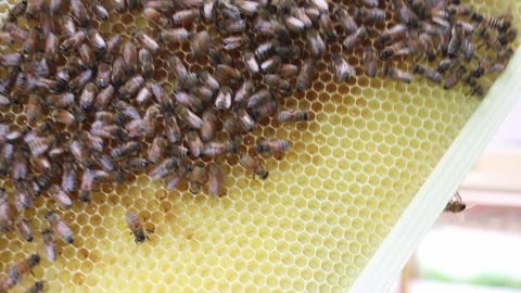 Queen cells are cooking.