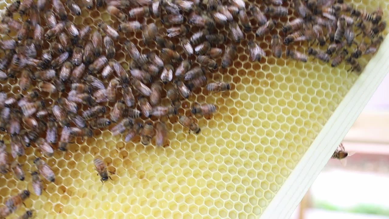 Queen cells are cooking.