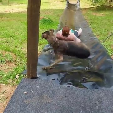 Dogs and water #dog #funny