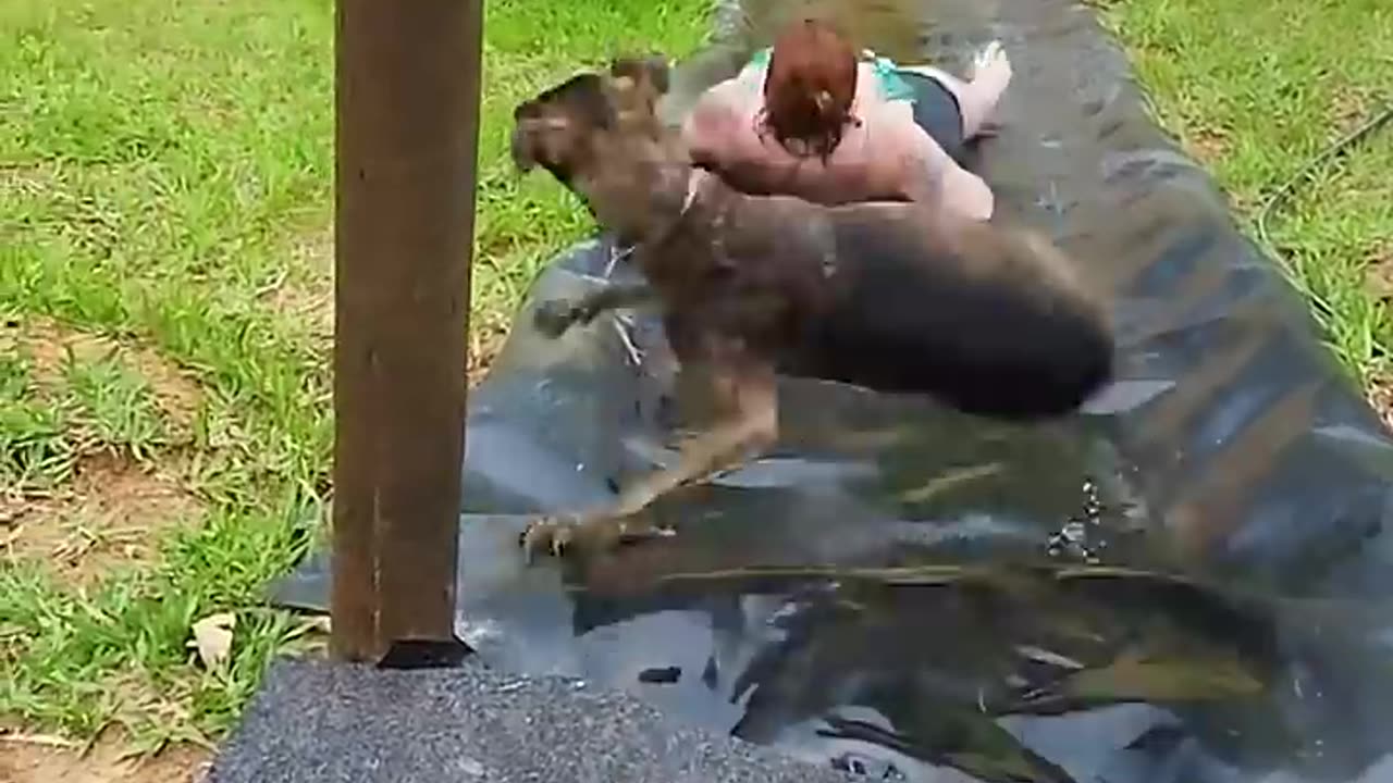 Dogs and water #dog #funny