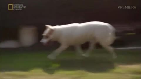 CESAR MILLAN - ZAKLINACZ PSÓW 10 dokument pl