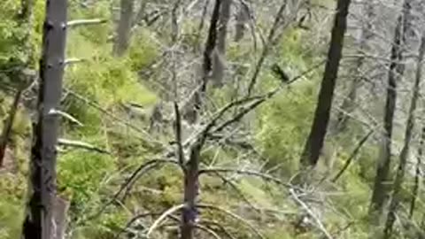 Black bear in the forest