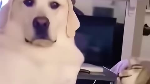 Dog's Comedy Videos 🤣 so cute videos 😍 funny videos 🤣