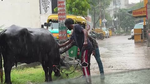 Man Rescues Water Buffalo From Metal Entanglement