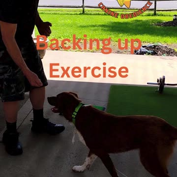 Dice Lesson Two short one