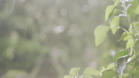 rain
