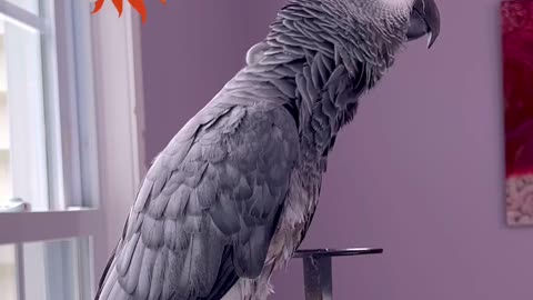 parrot says it’s hot in here and it’s hilarious 🦜
