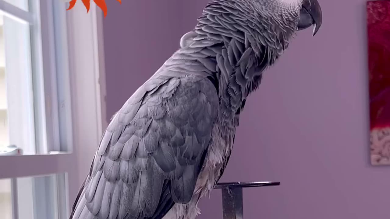 parrot says it’s hot in here and it’s hilarious 🦜