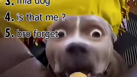 Ranking The Funny Animal Videos #funny #shorts #ranking