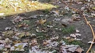 So the neighbor's cat...