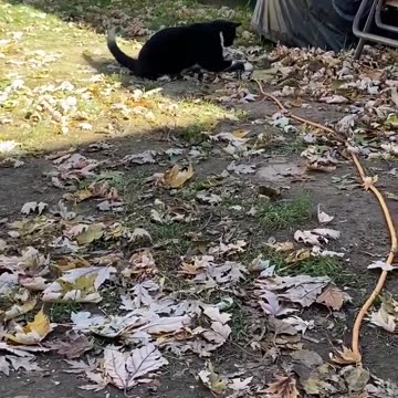 So the neighbor's cat...