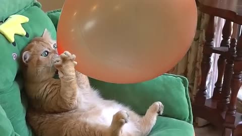 Funny videos #animal videos