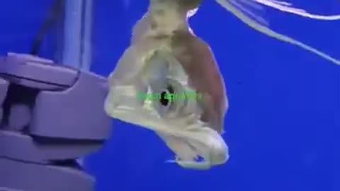 Double-headed Silver Arowana fish