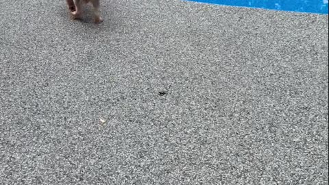 World’s Most Well-Traveled Dog Rushes to Her Pool Day