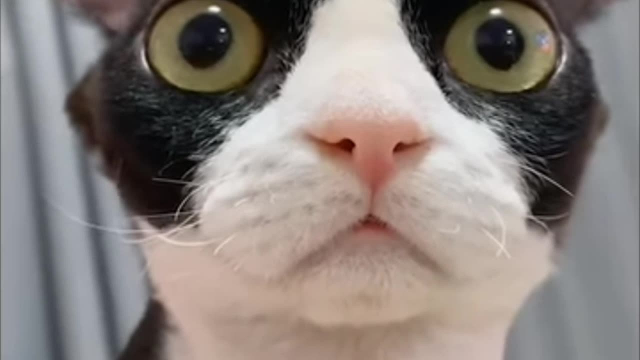 Cat very funny moments video 🧐🙂😀👌