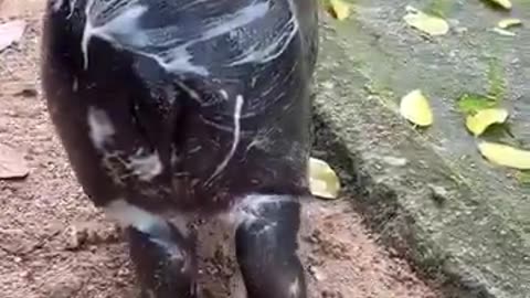 Baby hippo. Super excited. 🦛