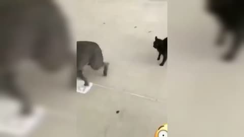 Funny time with animals