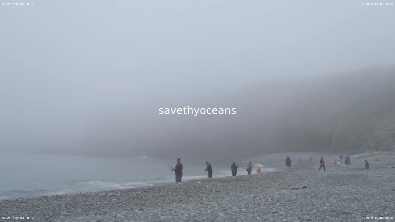 Rebuilding Capelin Everybodyâs Fish