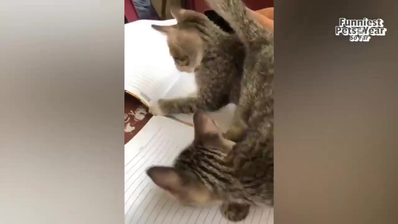 FUNNIEST Cat Dogs Animal Videos 🐶😸🐒 of 2025...So Far 👌 BEST NEW 2025 Compilation😂 [Part2]😁
