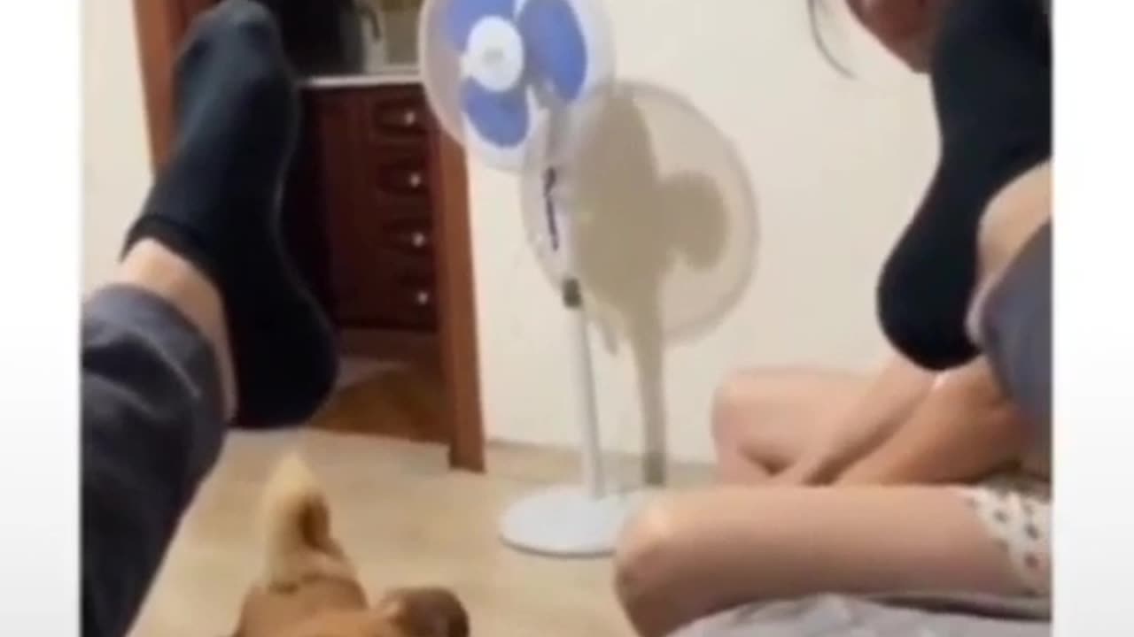 Falei foi peido !!! Se nao se borrou, se cagou todo #shorts.mp4