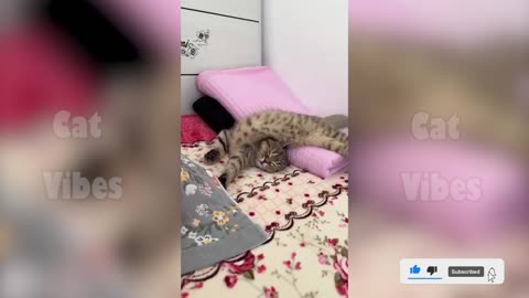 Funny Cat PART 1