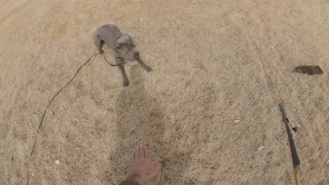 Dog Training: Luca demonstrates the "Down" command
