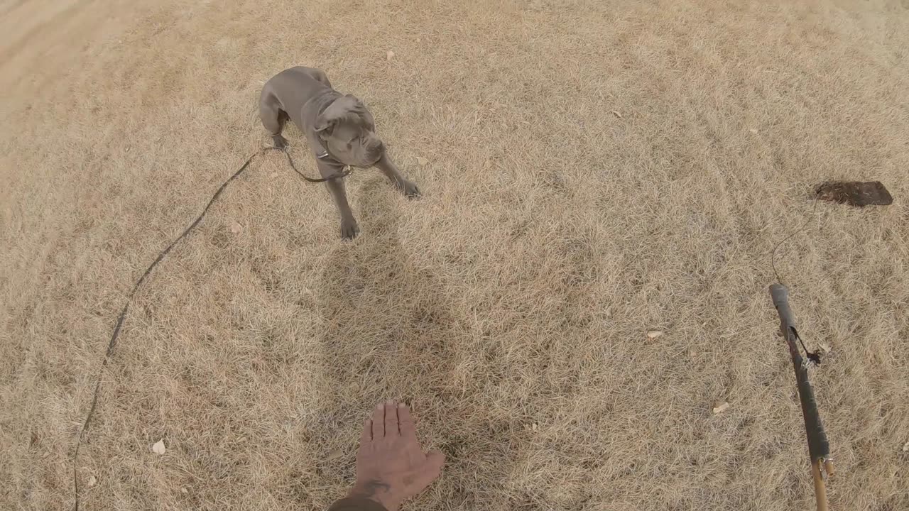 Dog Training: Luca demonstrates the "Down" command