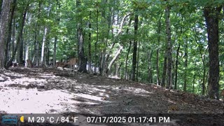 The Woods – 07/18/2025