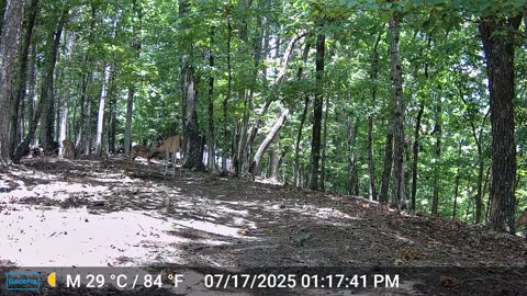 The Woods – 07/18/2025