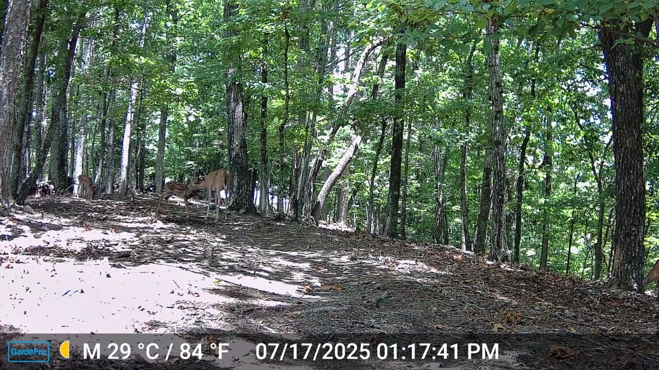 The Woods – 07/18/2025