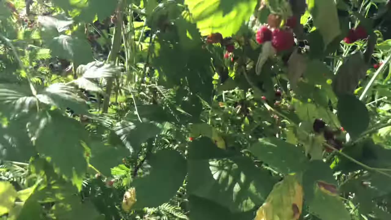 ❤️it’s raspberry season now, in Sweden❤️