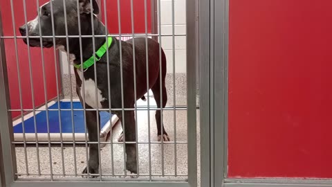 Memphis Rest in Peace 5y A799658 kennel 33 pod 2 PACC shelter intro 2 lovely Memphis❤️20250212_658