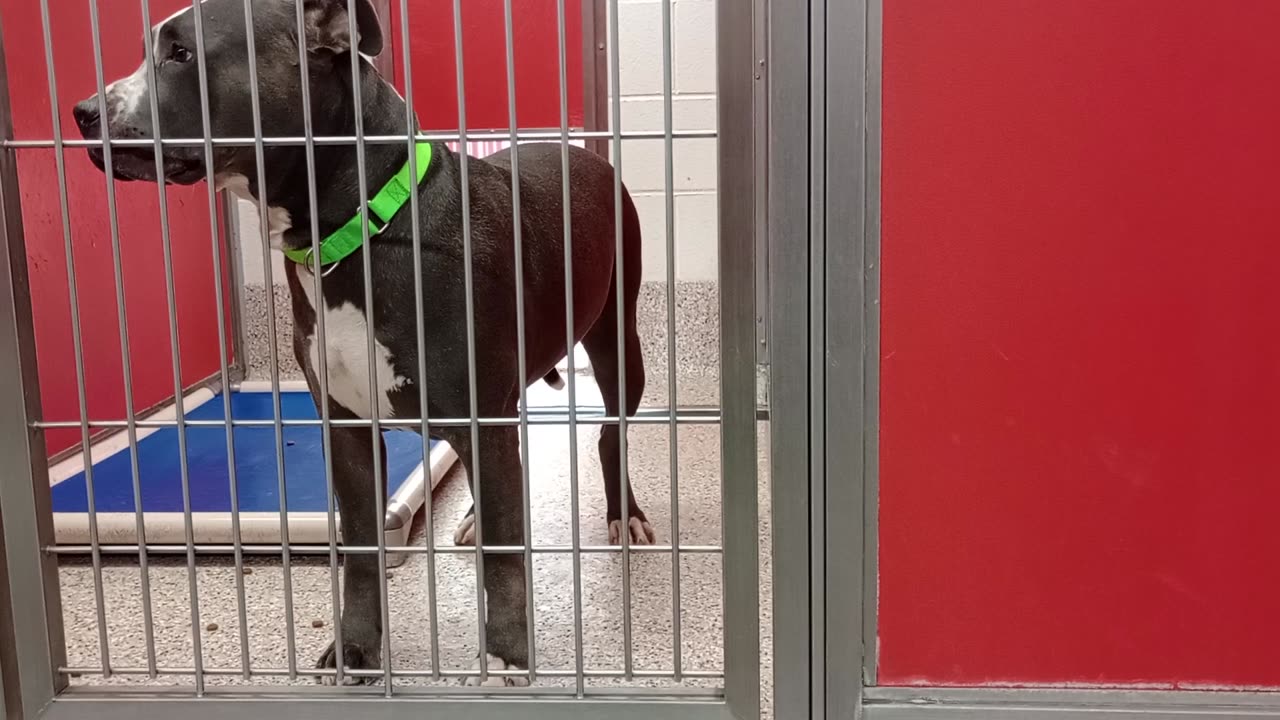 Memphis Rest in Peace 5y A799658 kennel 33 pod 2 PACC shelter intro 2 lovely Memphis❤️20250212_658
