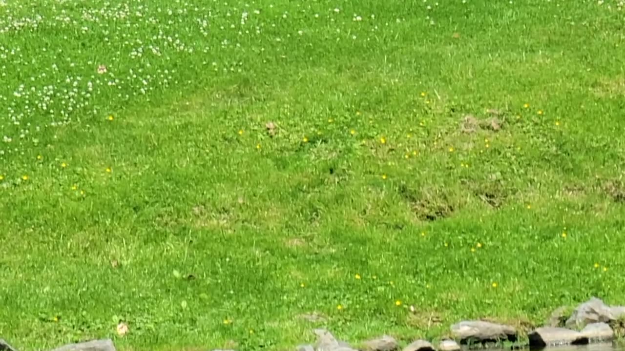 Ducklings in a pond