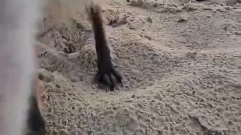 This fox comes to steal the photographer's smartphone