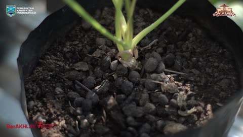 agropolitan innovation 3