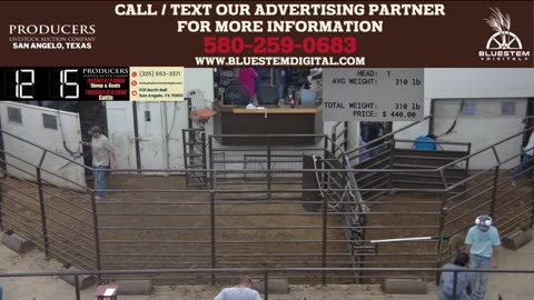 6/19/2025 - Cattle Auction - Producers Livestock Auction Company