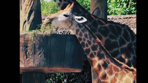 Giraffes in the Wild: A Journey to their Natural Habitat