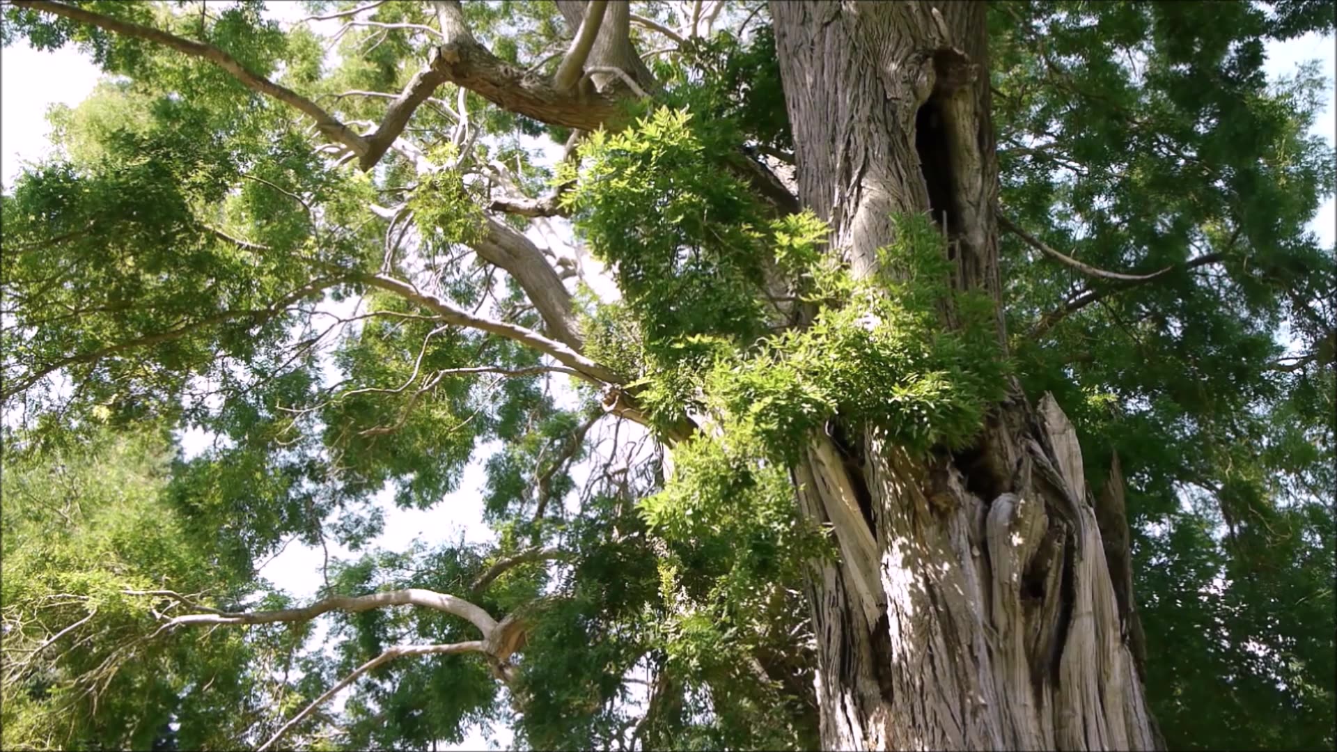 Moments With You Dawn Redwood Tree Jan 2021 Part 1 of 2