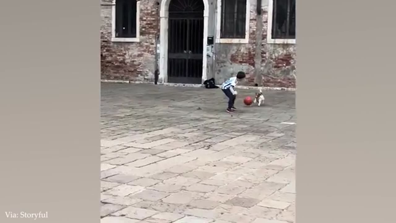 Funny Dogs funny moments!