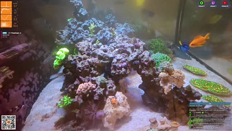 24/7 Real Live Reef Stream