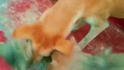 Cat Dog Playtime Together Fun Chase