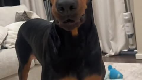 A dog's silly antics when yawning