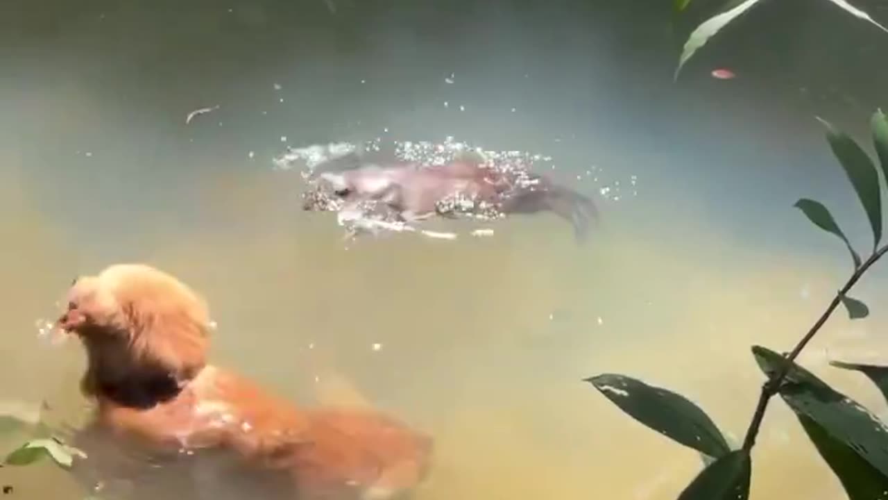 Dogs and otters may seem like unlikely swimming companions