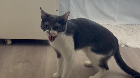 Jealous Kitty