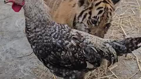 Very qute cubs of tights