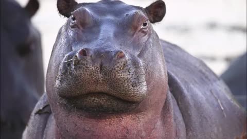 Dr Harry Hippo explains... They're Lying - The Media, the Left, and the Death of George Floyd