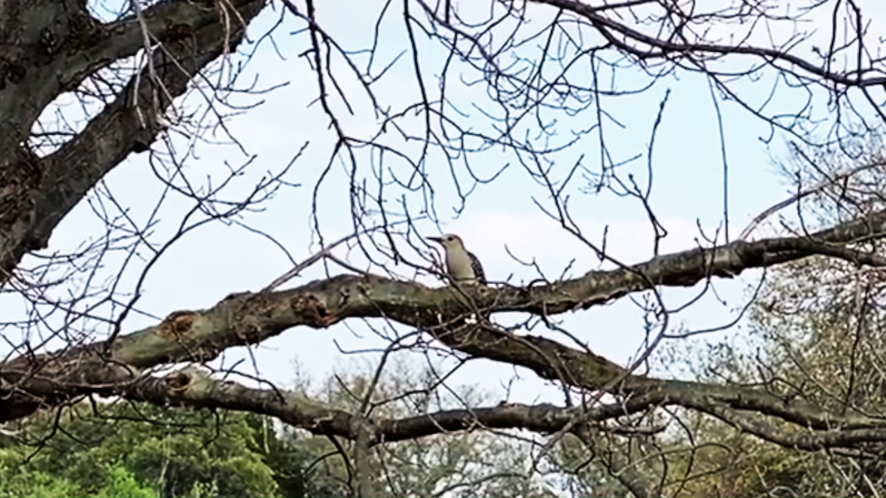 Spring Texas Coyote Hunt 17 Stinger